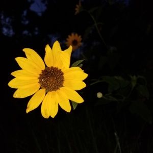 Meet your Posher, Raven